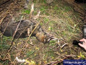 Zagłodzone i skatowane psy spod Elbląga trafiły już w dobre ręce (FOTO)