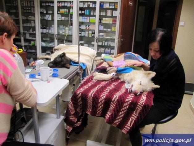 Zagłodzone i skatowane psy spod Elbląga trafiły już w dobre ręce (FOTO)